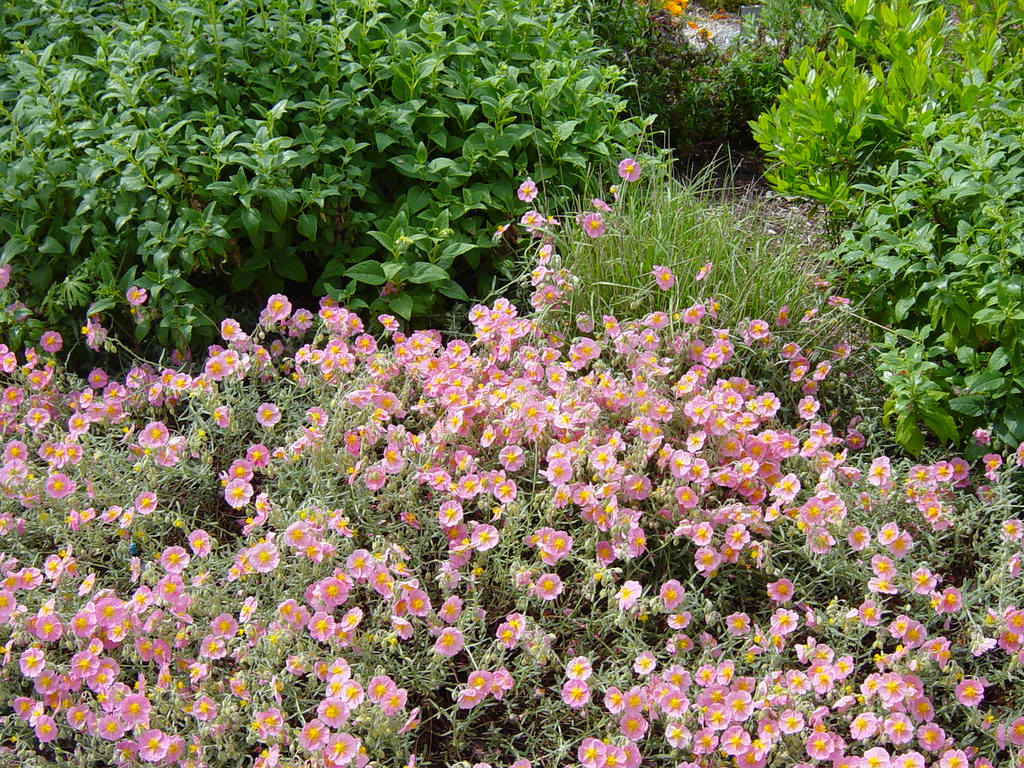 Helianthemum nummularium 'Wisley Pink'